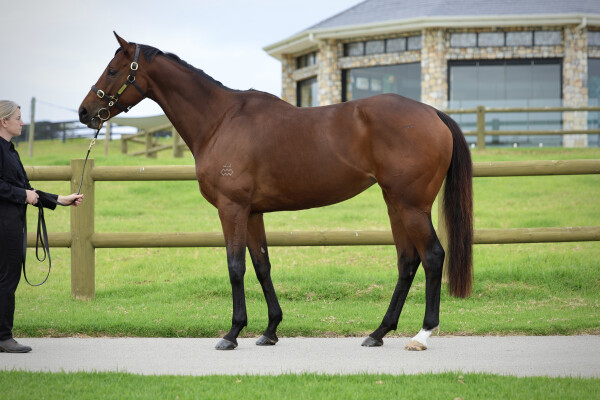 Lot 74: Shalaa (IRE) / Rosarian