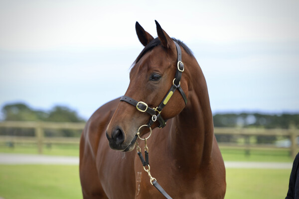 Lot 74: Shalaa (IRE) / Rosarian
