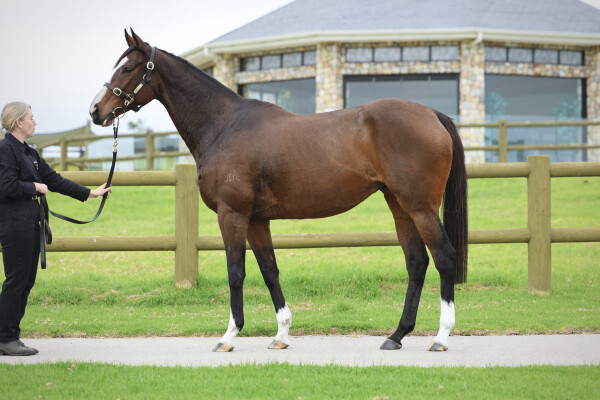 Lot 99: High Chaparral (IRE) / Glitzabeel (NZ)