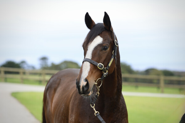 Lot 99: High Chaparral (IRE) / Glitzabeel (NZ)