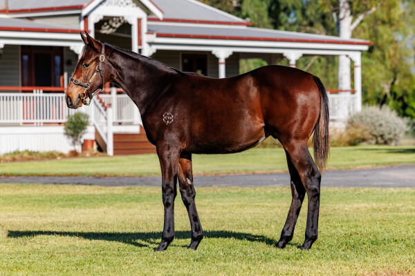 Lot 405: Admire Mars (JPN) / Mountain Guest