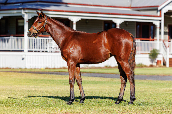 Lot 336: Hello Youmzain (FR) / Kusuda (NZ)