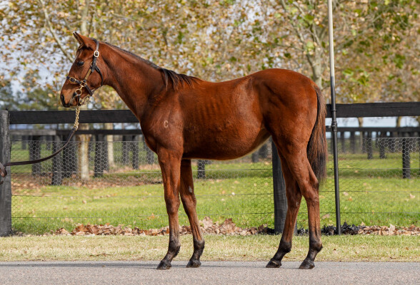 Lot 23: Justify (USA) / Simply Marvellous (IRE)