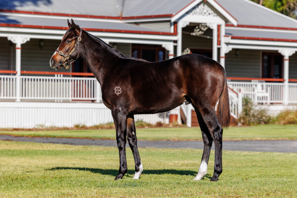 Lot 147: So You Think (NZ) / Agent Pippa