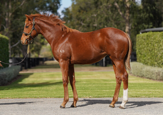 Lot 33: St Mark's Basilica (FR) / Smise (NZ)