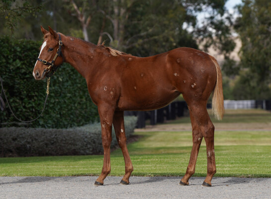 Lot 45: King's Legacy / Spinning Quarters