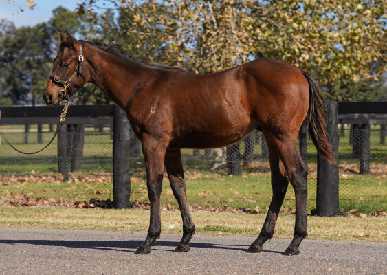 Lot 167: Frankel (GB) / Awhile (IRE)
