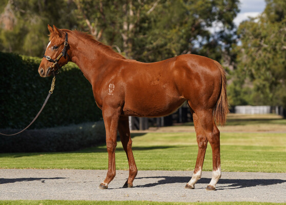 Lot 260: Harry Angel (IRE) / Floradora