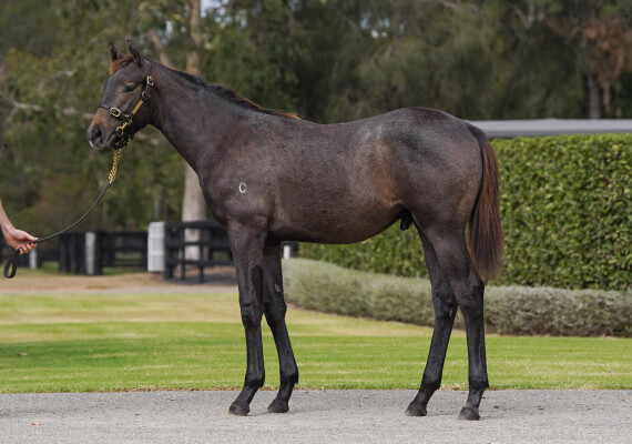 Lot 338: Pride of Dubai / La Fouine Tail (JPN)