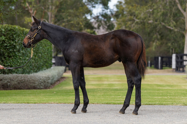 Lot 350: Red Resistance / Last Straw