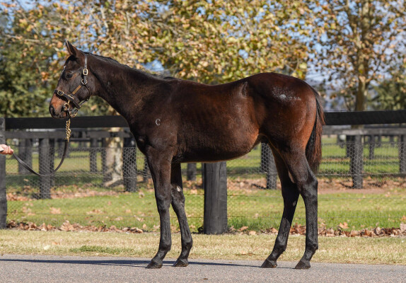 Lot 412: Shinzo / My Xanadu