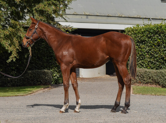 Lot 414: Acrobat / Mystic Gem