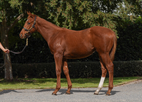 Lot 448: All Too Hard / Parlay Princess