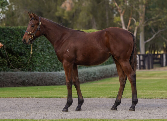 Lot 457: Capitalist / Pink Baroque