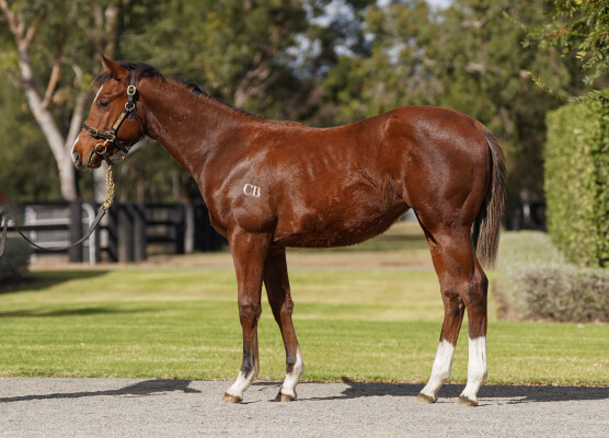 Lot 479: Starspangledbanner / Queen Ta Vista