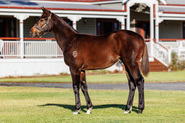Lot 103: Anamoe / Vaayala (NZ)