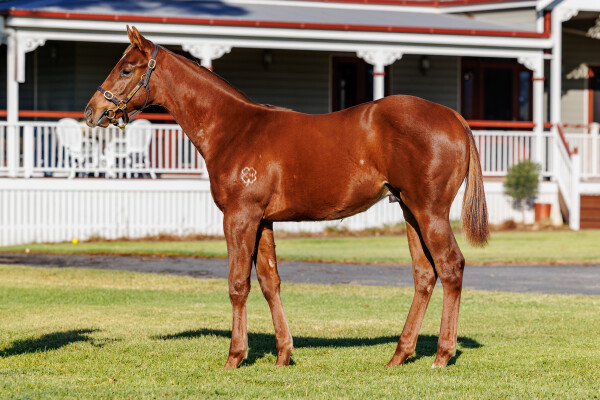 Lot 394: Ole Kirk / Missouri Waltz