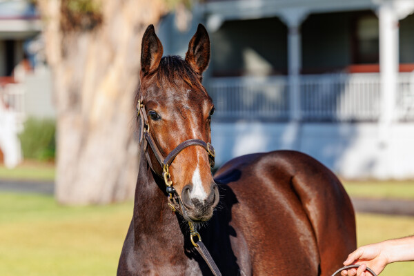 Lot 405: Admire Mars (JPN) / Mountain Guest