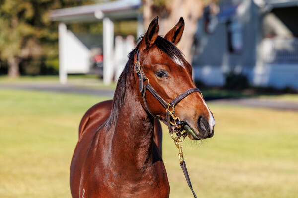 Lot 336: Hello Youmzain (FR) / Kusuda (NZ)