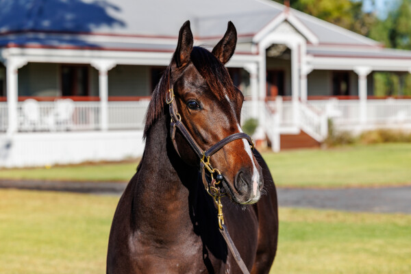 Lot 147: So You Think (NZ) / Agent Pippa