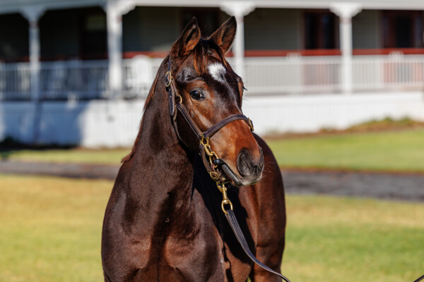Lot 103: Anamoe / Vaayala (NZ)