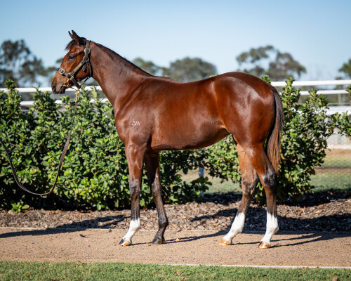 Lot 90: Exceedance / Tochi