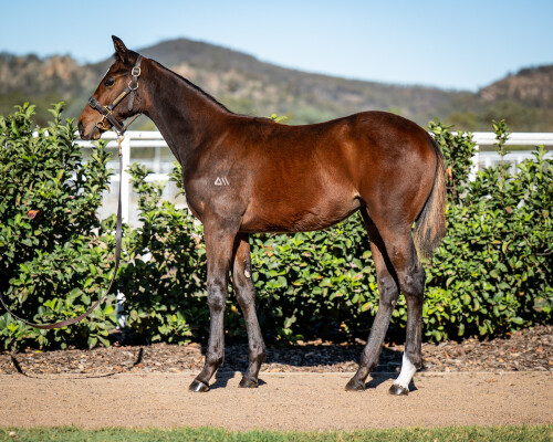 Lot 205: Wild Ruler / Cleverley (IRE)