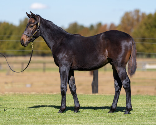 Lot 102: Noverre (NZ) / Urban (NZ)