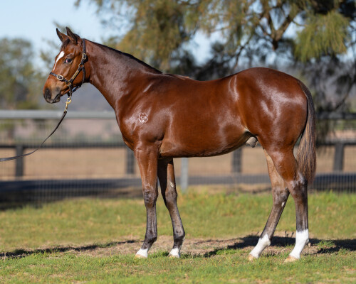 Lot 114: Castelvecchio / Water Street