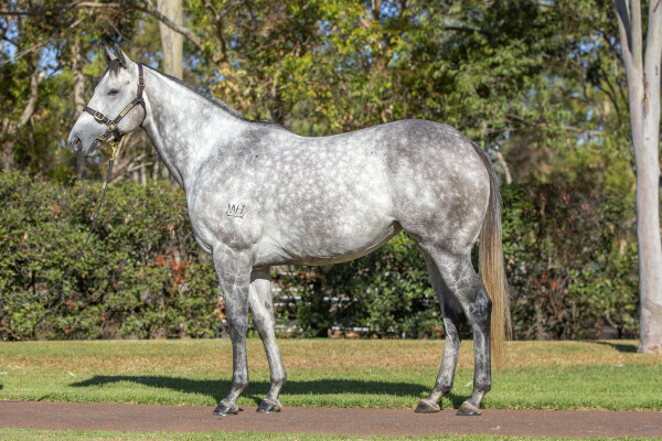 Lot 69: I Am Invincible / Pinocchio