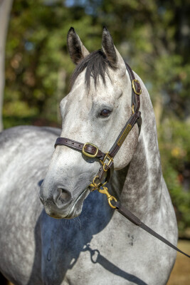 Lot 69: I Am Invincible / Pinocchio