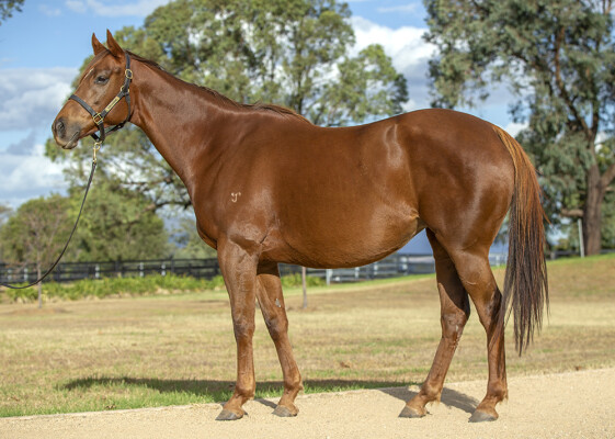 Lot 11: Exceed and Excel / Rose et Or (IRE)