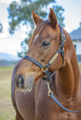 Lot 11: Exceed and Excel / Rose et Or (IRE)