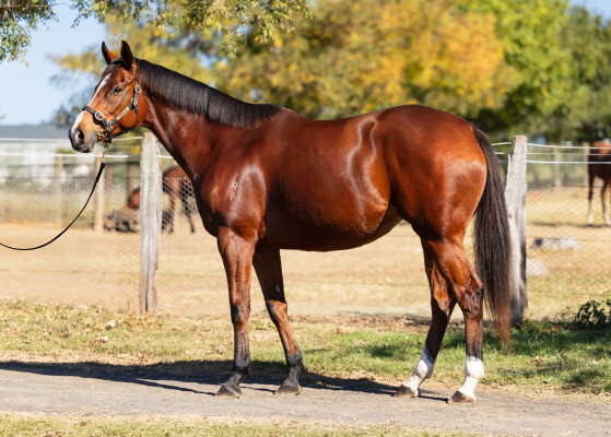 Lot 34: Maurice (JPN) / Seven Year Itch
