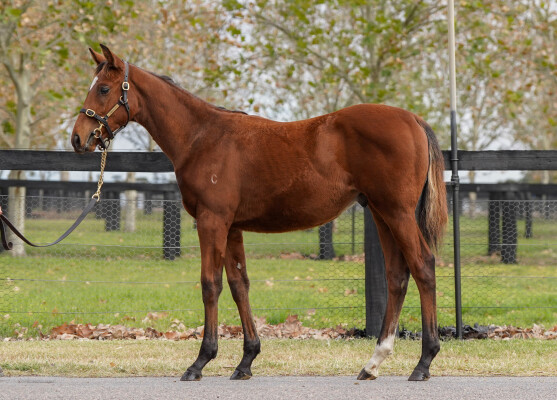 Lot 501: Home Affairs / At Last (IRE)