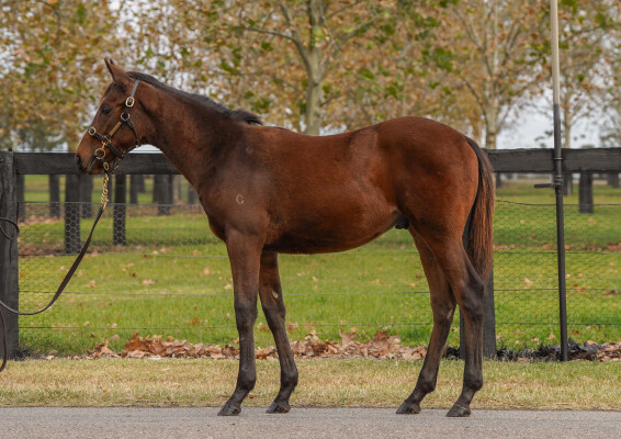 Lot 502: Wootton Bassett (GB) / Atlantic Emerald (IRE)