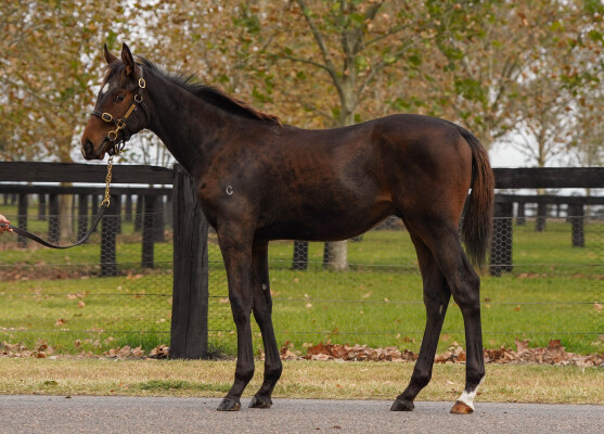 Lot 504: So You Think (NZ) / I'll Have a Bit
