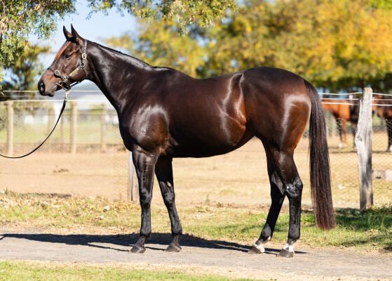 Lot 75: Capitalist / Bibby (USA)