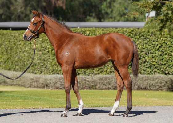 Lot 124: St Mark's Basilica (FR) / Wu Darl