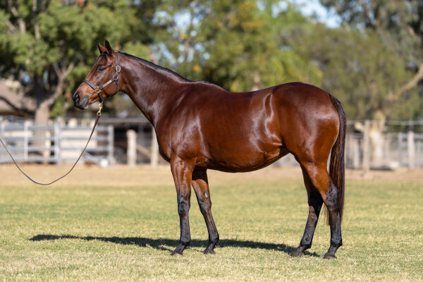 Lot 27: Style Vendome (FR) / Zalonia (GB)