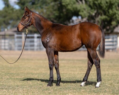 Lot 5: Zousain / Sail