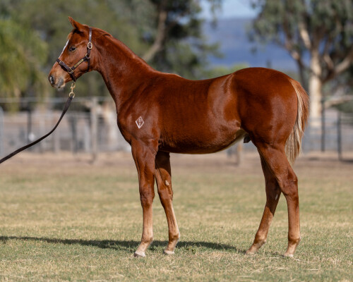 Lot 88: Ozzmosis / Tinto Fino (NZ)