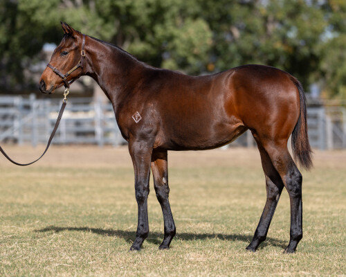 Lot 146: Ole Kirk / Ad Merajj (FR)
