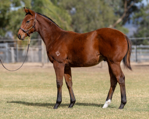 Lot 191: Tiger of Malay / By Decree