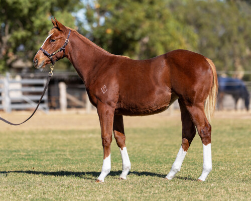 Lot 270: Maurice (JPN) / Fursa