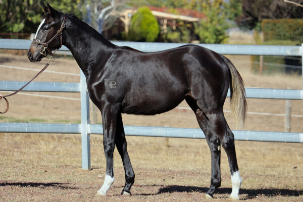 Lot 133: Russian Revolution / Zealot