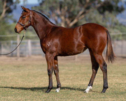 Lot 287: Cosmic Force / Gregorian Chant (NZ)