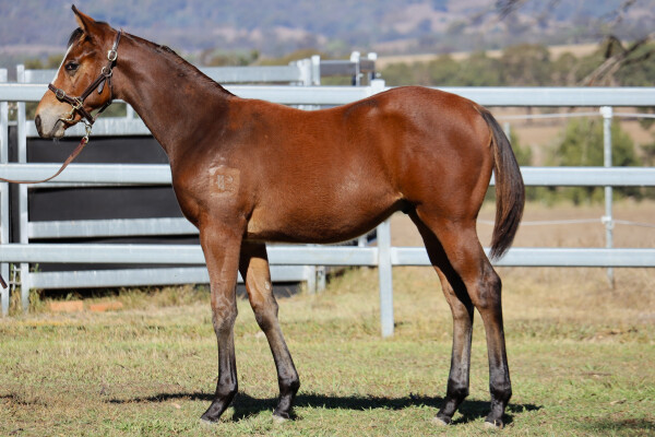 Lot 306: Wild Ruler / Husson Belle