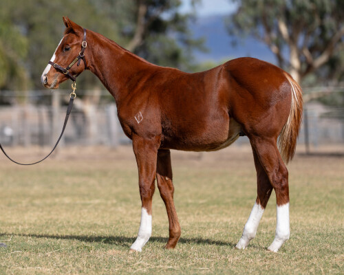 Lot 404: Ozzmosis / Mossbeat
