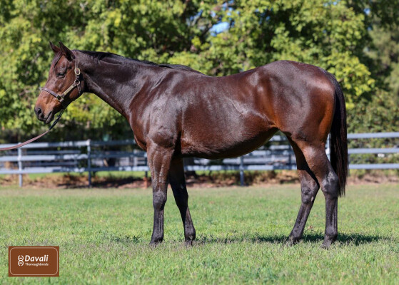 Lot 82: Helmet / Lucky Mascot (NZ)